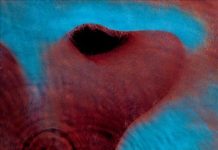 Pink Floyd – Echoes (1971) PinkFloyd-Meddle