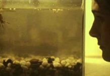 Suede – Pale Snow (2017) Suede – Pale Snow (2017)