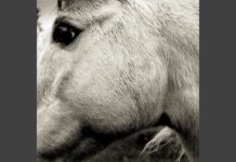 Bonny Light Horseman – Deep in Love (2020)